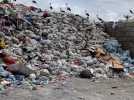Une trentaine de cigognes dans les déchets du recyparc de Cuesmes