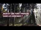 Bientôt une forêt primaire dans les Ardennes ?