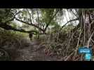 Les mangroves du Gabon menacées par des projets immobiliers