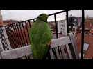 Coco sur la terrasse d'une voisine (4)