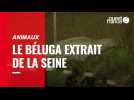 VIDÉO. Revivez l'opération de sauvetage du béluga dans la Seine