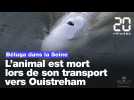 Béluga dans la Seine : L'animal est mort lors de son transport vers Ouistreham