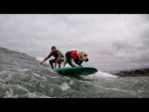 Watch these good boys hit the waves at World Dog Surfing Championships