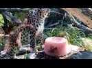 Bellewaerde léopard 3