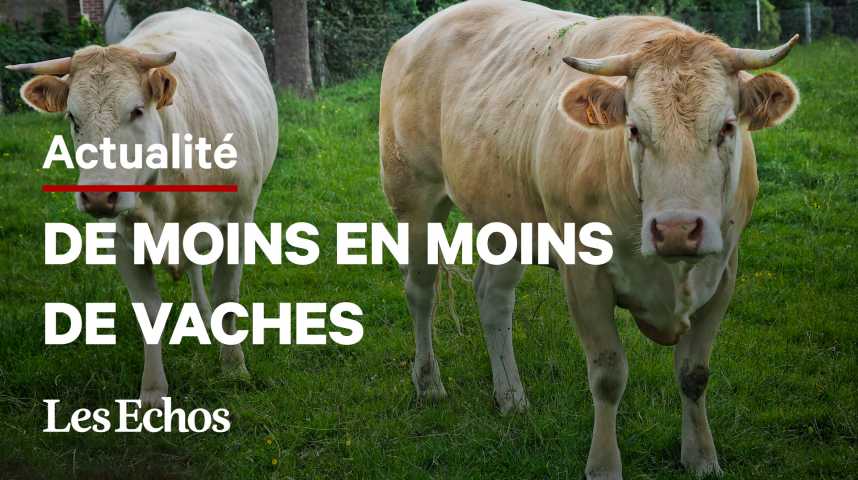 Illustration pour la vidéo La France va-t-elle bientôt manquer de viande bovine ? 