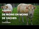 La France va-t-elle bientôt manquer de viande bovine ?