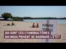 Les cyanobactéries, c'est quoi?