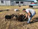 VIDÉO. Sablé-sur-Sarthe : des moutons aux serres municipales pour expérimenter l'écopâturage