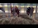 Une écurie avec balnéothérapie pour chevaux en création à Sars-Poteries