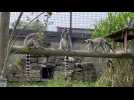 Des lémuriens du zoo du Bassin d'Arcachon accueillis au zoo de Maubeuge