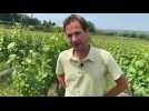 Flandre : la vigne s'installe en terre de houblon