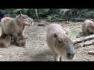 Qui sont ces bébés capybaras ? Réponse de Claude, soigneur animalier au zoo de La Flèche