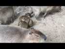 Les bébés capybaras sont nés au zoo de La Flèche