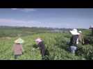 Tea leaves plantation in Ludishao village