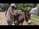 Donkey Dreamland, paradise shelter for abused donkeys in Malaga
