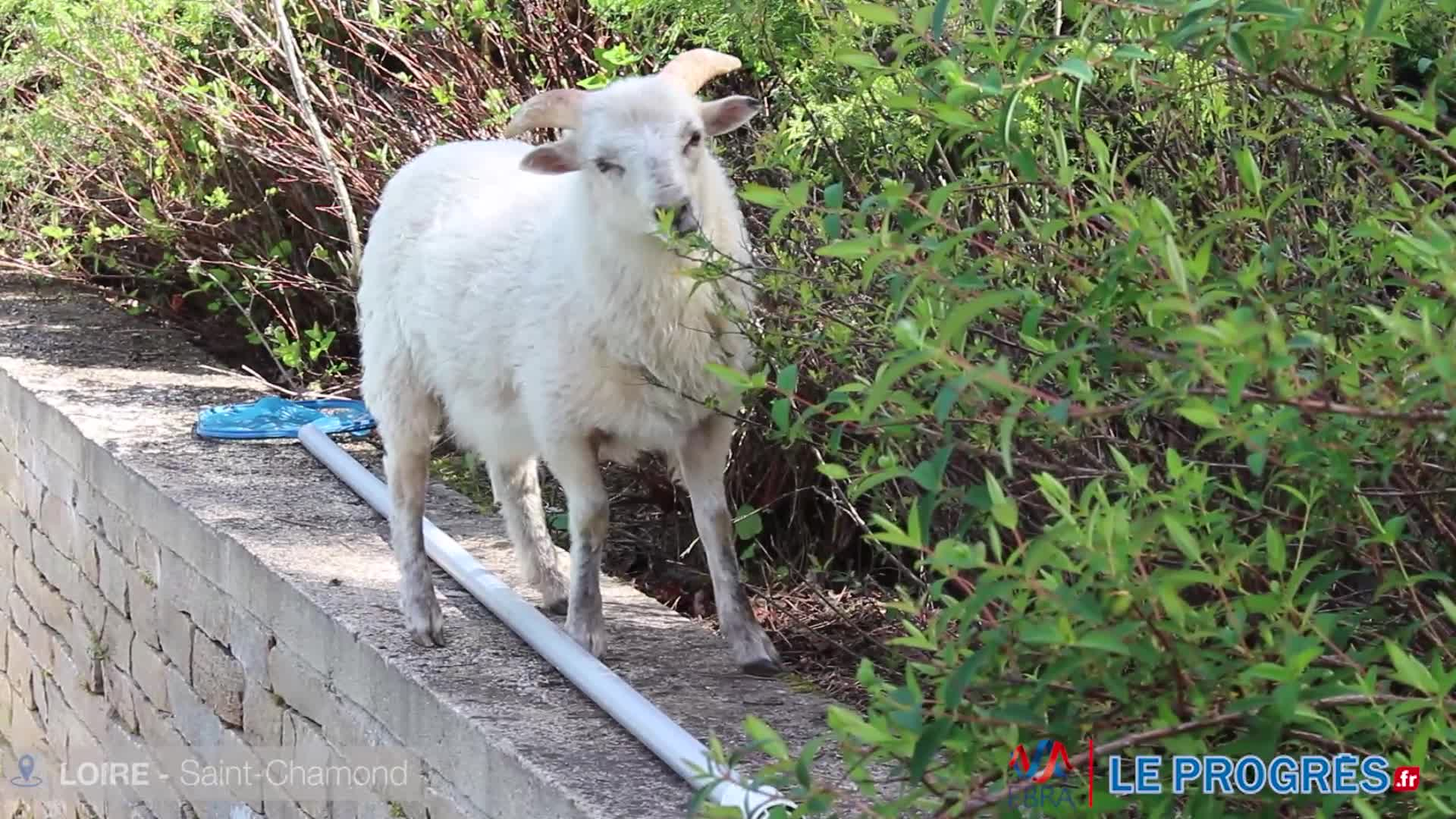 Remplacer la tondeuse par un mouton