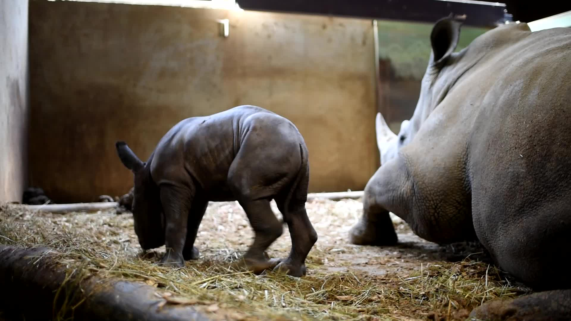 Rhône. Carnet rose au parc de la Tête d'Or: le zoo annonce la naissance de  4 bébés loutres