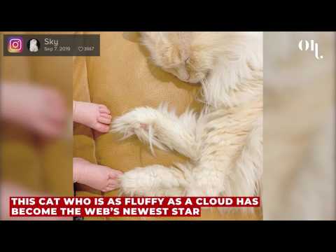 Sky, a Fluffy Cat Who Looks Like a Cloud Is Making the Whole Internet Fall for Him!