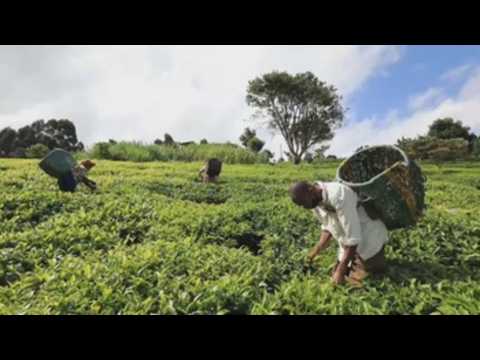Kenya's tea industry recovering from COVID-19 pandemic