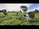 Kenya's tea industry recovering from COVID-19 pandemic