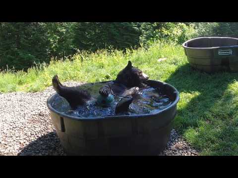 Oregon Zoo’s black bear Takoda enjoys refreshing pool dip during hot summer’s day