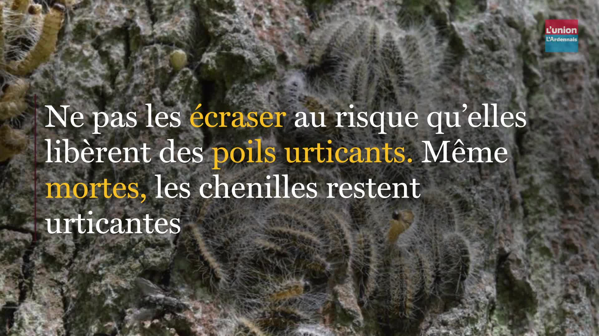 Sortie Des Chenilles Processionnaires Que Faire Si Votre Chien Est Pique