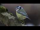 Hainaut : et si on comptait les oiseaux ?