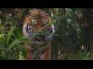 Année du Tigre: un zoo australien lance un appel à protéger l'animal