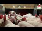 VIDÉO - Éleveurs de porcs : 270 millions d'euros d'aides