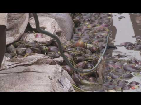 26 killed in DR Congo market by fall of high-voltage cable