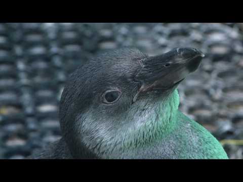 Zoo treats rescued penguins after Peru oil spill