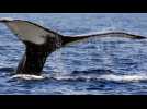 L'Islande compte arrêter la chasse à la baleine à partir de 2024