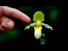 Orchidmania: Kew's festival shows the fragility of our most highly prized flower