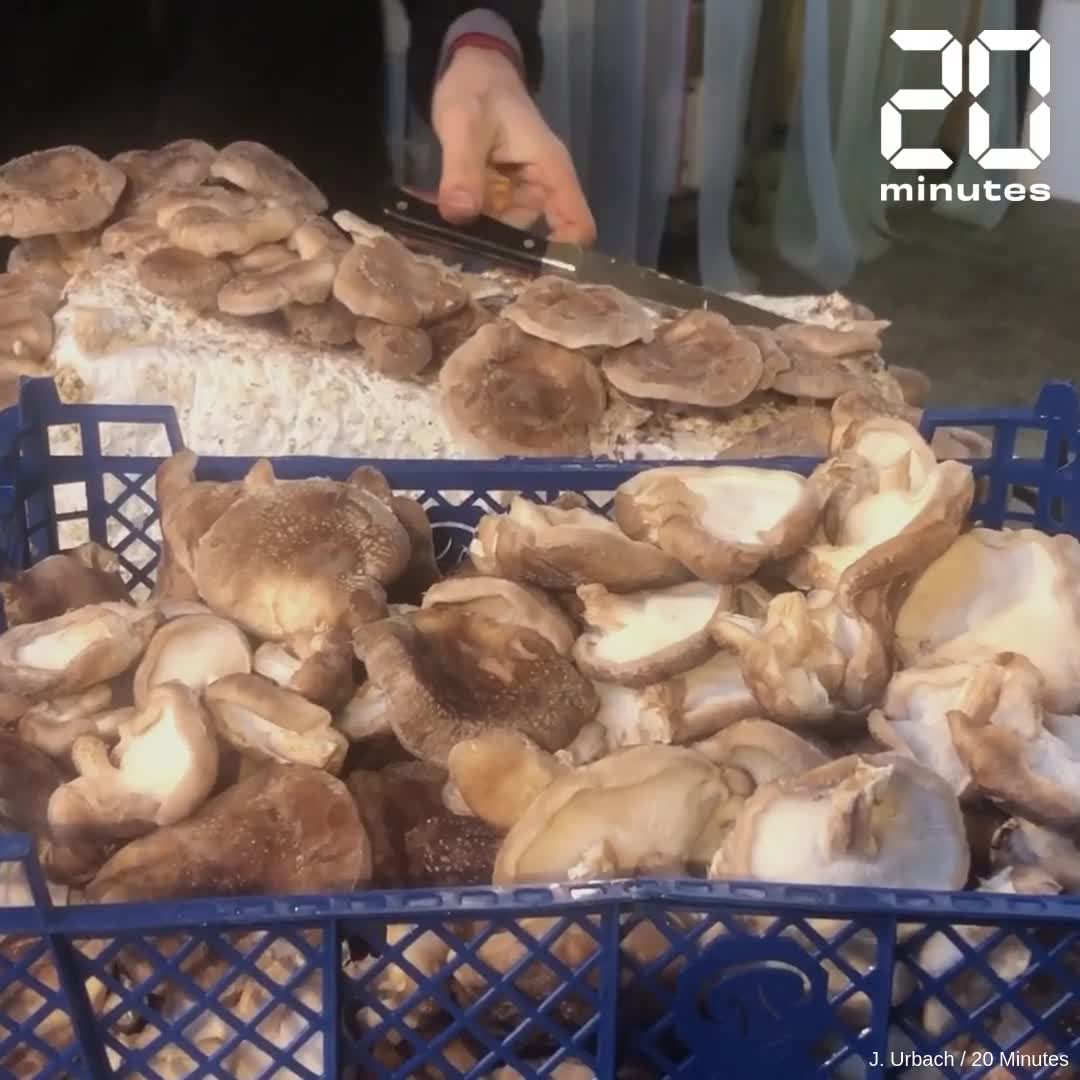 Nantes : Ils cultivent des champignons comestibles dans une chapelle du centre-ville !