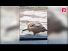 Ariège : des vautours s'en prennent à la voiture de deux randonneurs