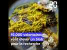 Le blob ausculté par 15.000 volontaires pour la science