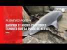 VIDEO. Dauphin et micro-plastiques sur la plage de Kervel