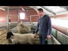 Sébastien Delval, céréalier et éleveur de moutons Suffolk, participe au salon de l'agriculture, à Paris, avec trois de ses moutons