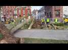 Lille : les arbres tombent façade de l'esplanade