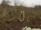 Audomarois : à Elnes, un arbre emblématique du village n'a pas résisté à la tempête