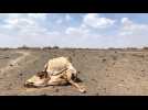 UN warns 13 million face hunger as Horn of Africa drought worsens