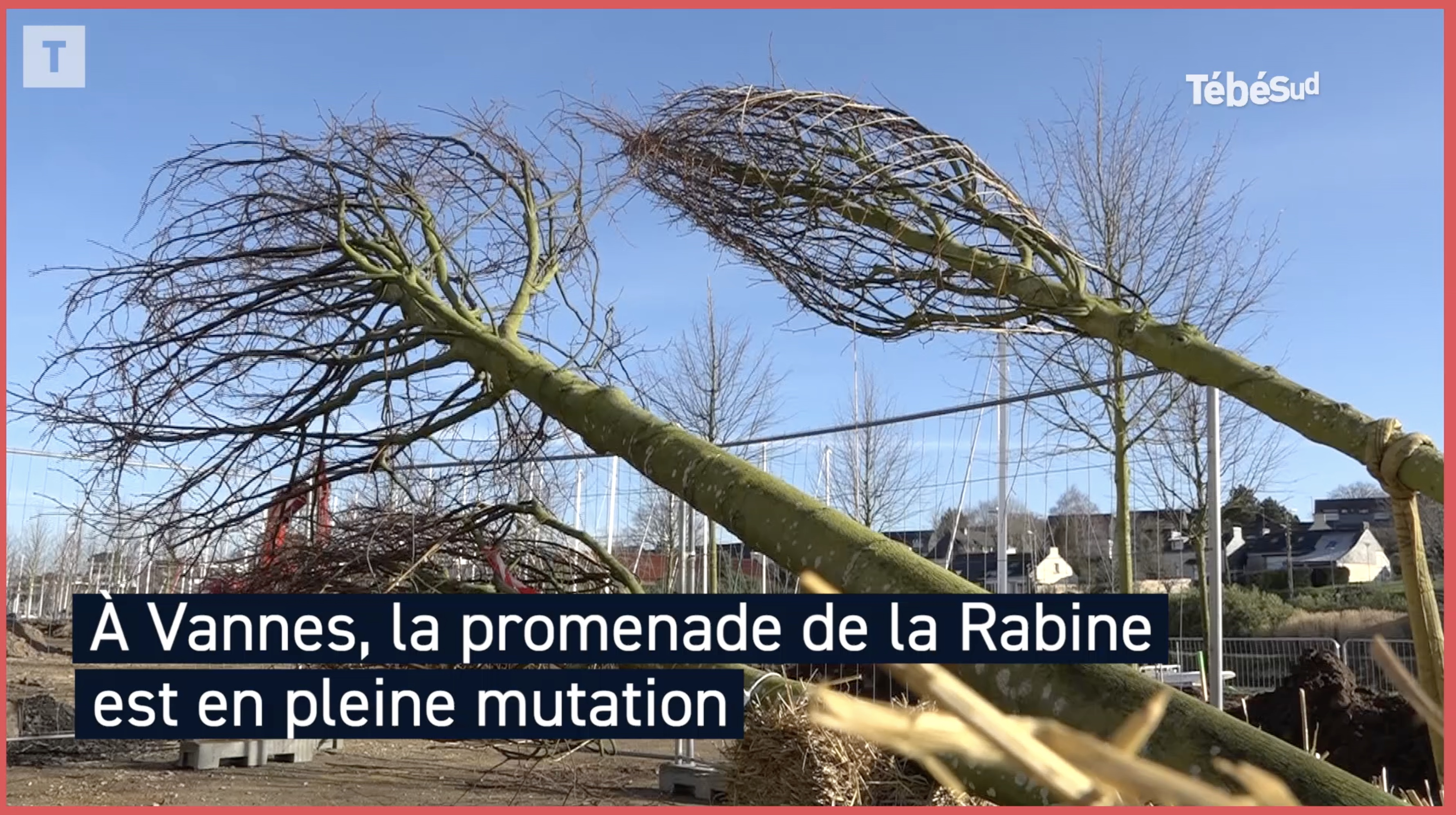 Environnement : 180 tilleuls plantés à Vannes (Le Télégramme)