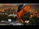 NoComment : un dimanche avec les oiseaux au Venezuela