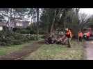 La tempête couche beaucoup d'arbres au Touquet