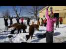 Canada : ils font du yoga dans la neige, entourés d'alpagas