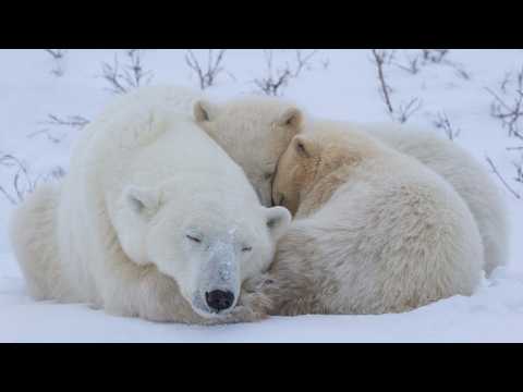 International Polar Bear Day is a reminder of the ecological impact of war