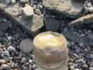 Audresselles : une mystérieuse bouteille retrouvée sur la plage