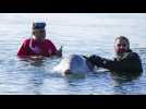 Une baleine blessée s'échoue au sud d'Athènes