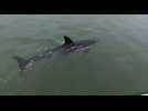 VIDÉO. Un dauphin en perte de repères dans le port de Carantec