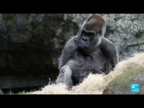 Ozzie, the oldest male gorilla in the world, dies at Atlanta Zoo